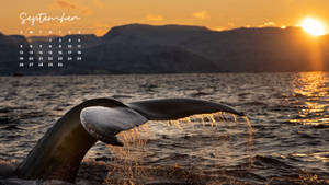 September 2021 Sunset Dolphin Calendar Wallpaper