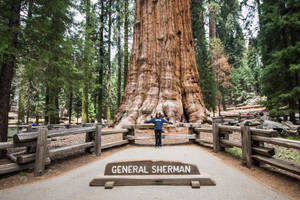 Sequoia National Park General Sherman Wallpaper