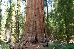 Sequoia National Park Tree Base Wallpaper