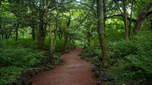 Serene Bijarim Forest In The Heart Of Jeju Island Wallpaper