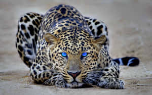 Serene Cheetah Relaxing In Its Natural Habitat Wallpaper