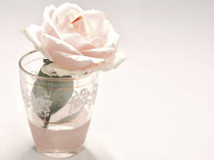 Serene Elegance - A White Rose In Glass Vase Wallpaper