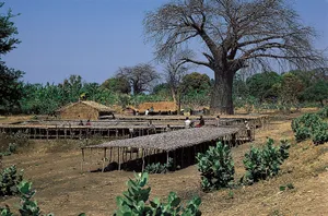 Serene Farm Under Clear Skies In Malawi Wallpaper