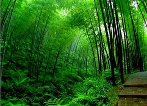 Serene Green Bamboo Wallpaper