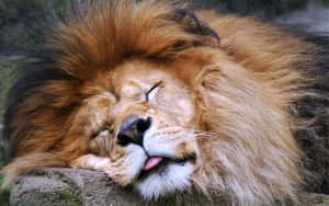 Serene Slumber - Majestic Lion In Repose Wallpaper