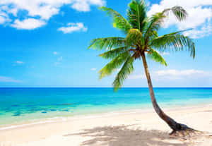 Serene Tropical Beach With A Majestic Coconut Tree Wallpaper