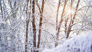 Serene Winter Aesthetic Forest Wallpaper