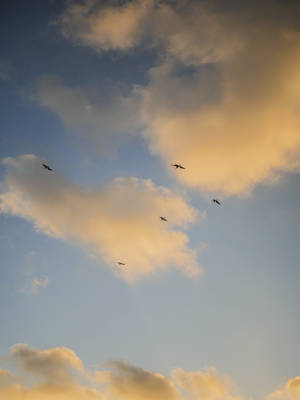 Serenity Soaring - Birds Gracing The Cloud Aesthetic Sky Wallpaper