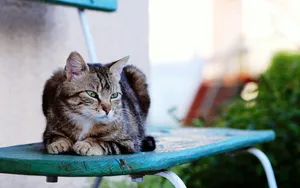 Serious Cat Wallpaper
