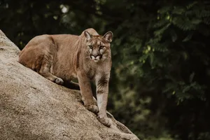 Serious Crouching Lioness Wallpaper