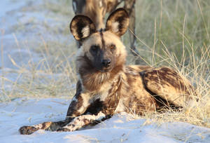 Serious Face Hyena Predator Wallpaper