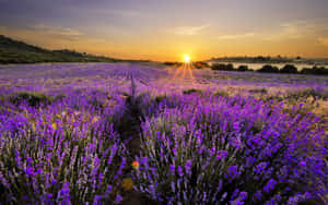 Setting Sun On A Lavender Field Wallpaper