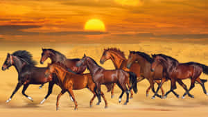 Seven Horses Sunset Gallop Wallpaper