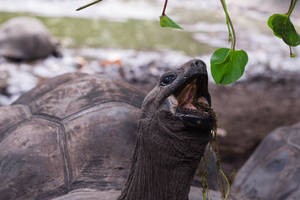 Seychelles Eating Tortoise Wallpaper