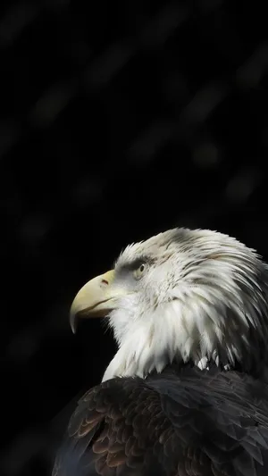 Shadowed Eagle America Iphone Wallpaper