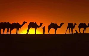 Shadows Of Camels Wallpaper