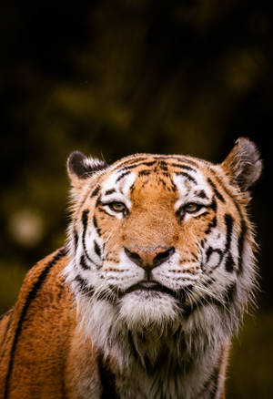 Shallow Focus Tiger Iphone Wallpaper