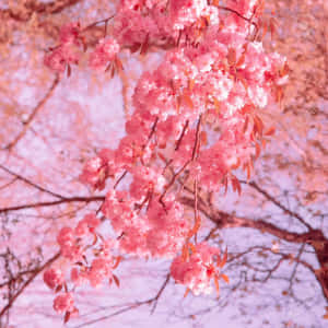 Share Your Happy Moments With The View Of Beautiful Pink Flowers Wallpaper