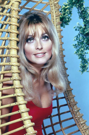 Sharon Tate Red Swimsuit Wallpaper