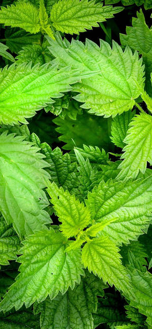 Sharp Sided Mint Leaves Wallpaper