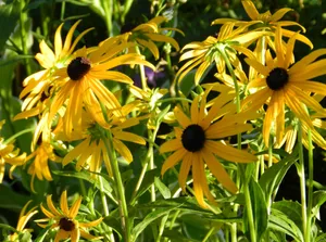 Sharp Yellow Petals Of Sunflower Wallpaper