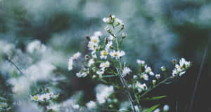 Shedding Winter's Skin | Wallpaper