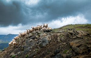 Sheep On The Hillside Wallpaper