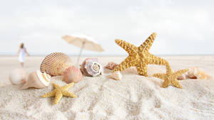 Shells On Sea Shore Wallpaper