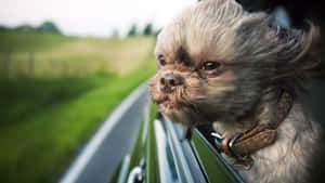 Shih Tzu Car Window Wallpaper