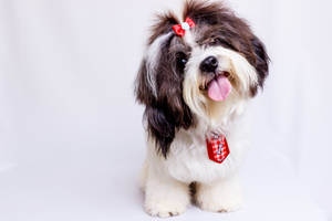 Shih Tzu Dog With Ribbon Wallpaper