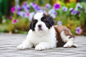 Shih Tzu Flowers Background Wallpaper