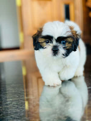 Shih Tzu Puppy Walking Towards Camera Wallpaper