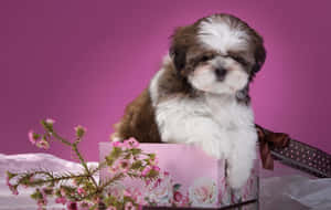 Shih Tzu Purple Themed Photoshoot Wallpaper