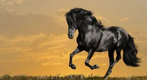 Shiny Black Running Horse Wallpaper