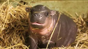 Shiny Skin Of Baby Hippopotamus Wallpaper