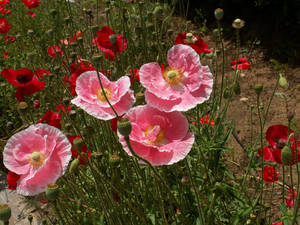 Shirley Poppies Wallpaper