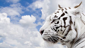 Shot Of White Tiger Wild Animal Wallpaper
