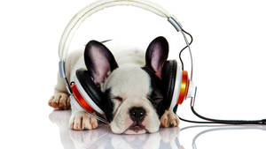 Show Your Friends And Family The Latest Tech By Sending Them A Picture Of This Cool Pup With A Headset. Wallpaper