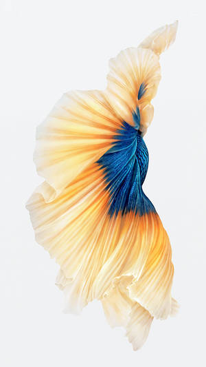 Siamese Fighting Fish Iphone Wallpaper