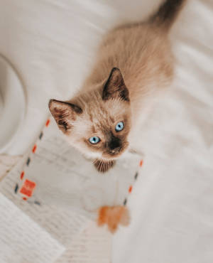 Siamese Kitten With Paper Wallpaper