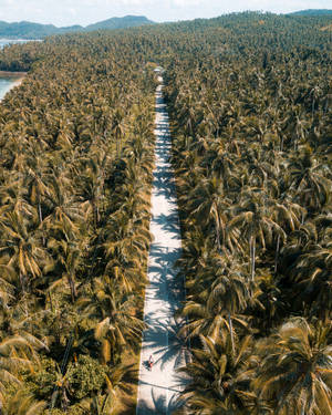 Siargao Island Road Palm Trees Aerial Wallpaper