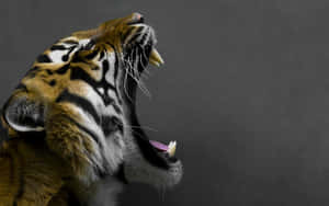Side Profile Of A Tiger Wallpaper