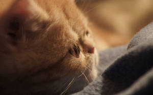 Side View Angle Cute Kitten Wallpaper