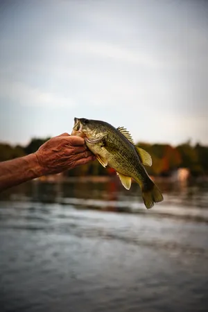 Side View Of A Largemouth Bass Wallpaper