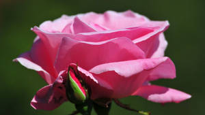 Side View Of Beautiful Rose Hd Wallpaper