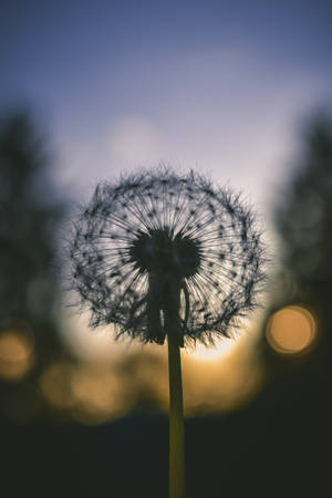 Silhouette Dandelion Flower Android Wallpaper