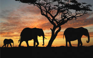 Silhouette Elephant Family Hd Wallpaper