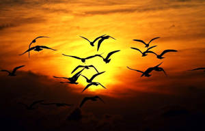 Silhouetted Group Of Birds Flying During Sundown Wallpaper