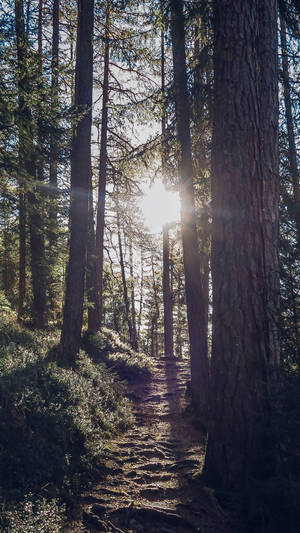 Silhouetted Sodden Pine Forest Iphone Wallpaper