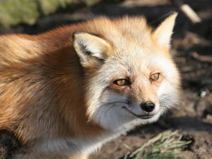 Silky Fur Red Fox Wallpaper